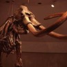 Почеци америчке уметности на кости мамута