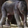 Први азијски слон рођен у Аустралији