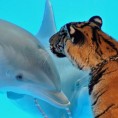 Делфин се заљубио у тигрицу?