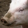 Авганистанска свиња изашла из карантина