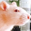 Спречен пренос епилепсије код мишева