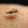 Средства против комараца штетна за људе