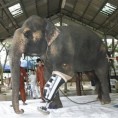 Повређена слоница добила вештачку ногу