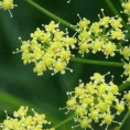 "Ђавољи измет" лечи свињски грип?