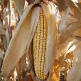 Очекује се рекордан извоз кукуруза