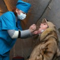 За дан 24 жртве грипа у Украјини