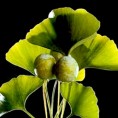 Истине и заблуде у вези са „гинком"