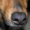 Псећи њух у дијагностици рака плућа