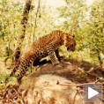 Леопард залутао у село