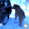 Медвед који је волео аутомобиле