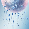 Мушка неплодност уписана у генима 