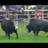 Сасвим природно: Борба бикова, 1. део 