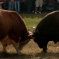 Сасвим природно: Борба бикова, 2. део 