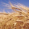 Ђубриво за пшеницу и кукуруз