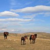 Србија на сајму у Москви