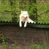 Сасвим природно: Човек вук