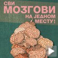 Сви мозгови на једном месту!