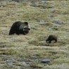 Сасвим природно: Срби медведима не верују