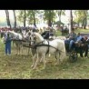Сасвим природно: Сремац воле коња
