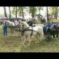Сасвим природно: Сремац воле коња