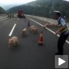 Прасећа (не)срећа