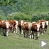 Притворене краве и бикови са Косова