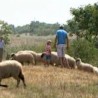 Траг: Пастири пустара банатских