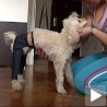 Фармерке за псе, зашто да не?