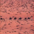 Караван