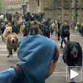 „Бели бог“ отвара Палићки фестивал 