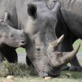 Јужна Африка евакуише носороге 