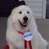 Пси и деца као градоначелници у Минесоти