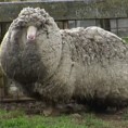 „Највунастија“ овца на свету