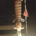 Џиновски шкамп извађен код Флориде