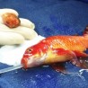 Златна рибица оперисана од тумора на мозгу