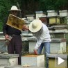 Пчеларство развојна шанса Трговишта