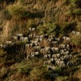 Афрички слонови на путу истребљења