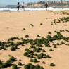 Мистериозне кугле на аустралијској обали