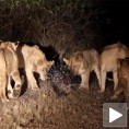 Најхрабрије прасе на свету – само против 17 лавова!