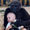 Девојка која је одрасла са горилама