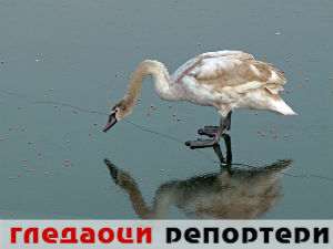 Гледаоци репортери (6. јануар 2015)