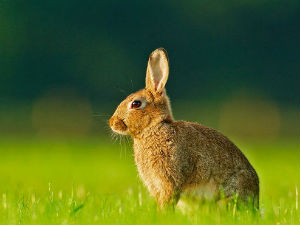 Фамилиологија