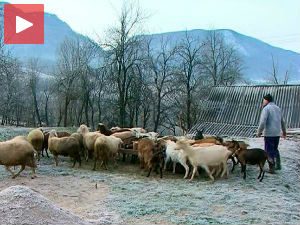 Вуна и кожа нису на цени