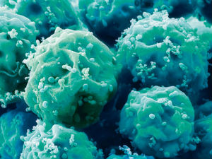 Матичне ћелије обнављају кости