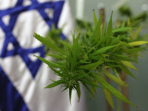 „Рафаел“, врста марихуане без психоактивног дејства