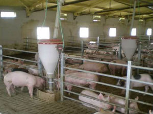 У средишту пажње