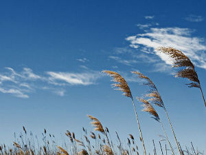 Фамилиологија