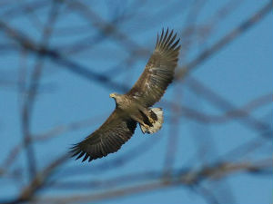 У средишту пажње