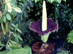 Фамилиологија