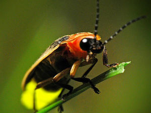 Добро јутро децо